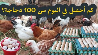 كم حصلت في اليوم من بيضة مئة دجاجة ؟ كانت نتيجة ممتازه 🥚 تربية الدجاج البلدي tarbiat dajaj.