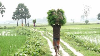 গ্রামীন জীবন ধারা  || Bangladesh Rural lifestyle