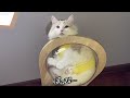 子猫はじめての手術に行ってきました【ぽしゃっけ】