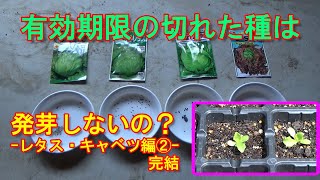 【家庭菜園】有効期限が切れた種は発芽しないの？－レタス・キャベツ編②－完結－