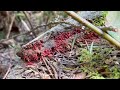 spring foraging pnw mushrooms wild edible plants u0026 more