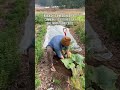 medicinal wild burdock root farming herbal shorts