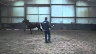 Kiabeau, Stallion, Diabeau X Graf Top, 2 years old