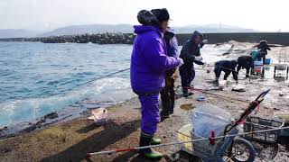 江差町かもめ島のホッケ釣り