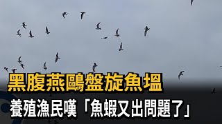 黑腹燕鷗盤旋魚塭　養殖漁民嘆「魚蝦又出問題了」－民視新聞