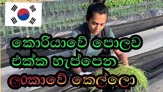 කොරියාවේ අපේ එළවළු  පාත්තිය |එළවළු වගාව |korean cultivation | sendy rupasinha