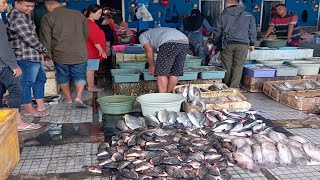 Survey Cek Harga Ikan di TPI Sidoarjo Harga Naik/Stabil Januari 2025