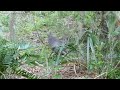 adorable armadillos fight like ninjas over female