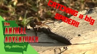 WRANGLING a big SPIDER! | The Animal Adventurer #Spider