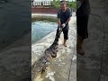 终于，新饲养员掉进鳄鱼池了…… 动物 搞笑 猛兽 crocodile 鳄鱼 animals 科普 遊戲 寵物 游戏