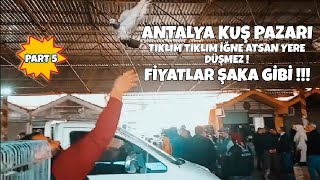 ANTALYA KUŞ PAZARI !! ÇOK UYGUN FİYATLARA YİNE BOMBA KUŞLAR VAR ! #kuşpazarı #oyunkuşu #pigeon