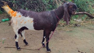 Totapari goat Bakri with 4 month pregnant for sale