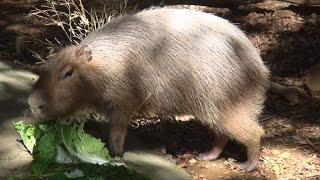 カピバラ （Capybara） 食事タイム 千葉市動物公園 2014年10月17日