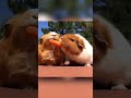 Hilarious Guinea Pig Steals Food! #Shorts