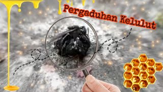 WHAT HAPPENED? Stingless Bees War. | Pergaduhan lebah kelulut. #bees #stinglessbee #survival