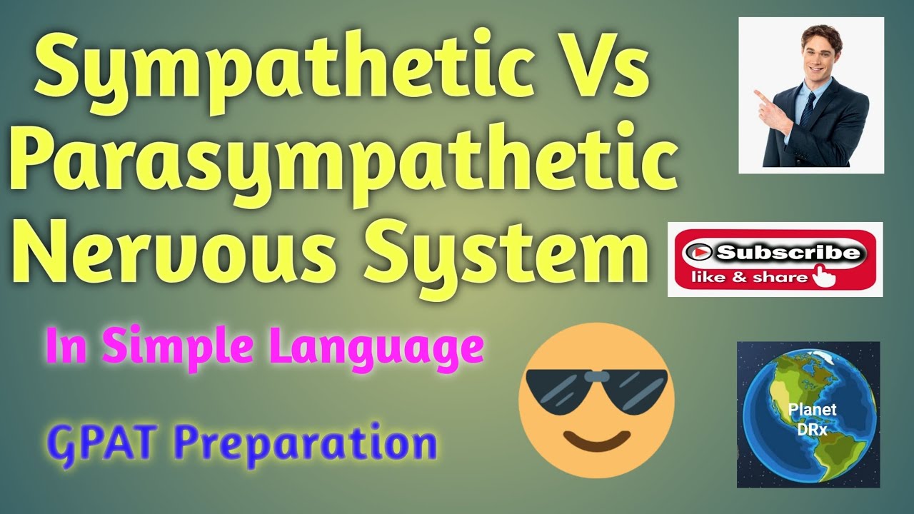 SYMPATHETIC VS PARASYMPATHETIC NERVOUS SYSTEM - YouTube