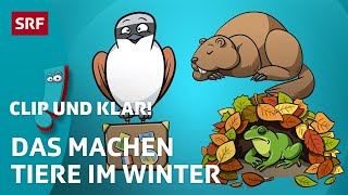 Was machen Tiere im Winter? | SRF Kids – Clip und klar! | Für Kinder erklärt