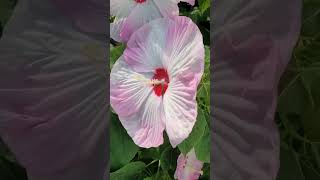 Beautiful 30 Year Old Hardy Hibiscus