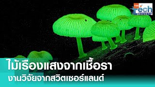 ไม้เรืองแสงจากเชื้อรา แนวทางสร้างสรรค์งานไม้จากสวิตเซอร์แลนด์ | TNN Tech Reports