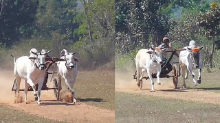 हार्दिक शर्मा नरसिंहपुर धूम वीरा aur नारायण पटेल गोपालपुर | नगझिर पट ox race first round video