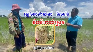 #ស្មៅក្នុងស្រូវងាប់ល្អស្រូវមិនអន់ទៀត