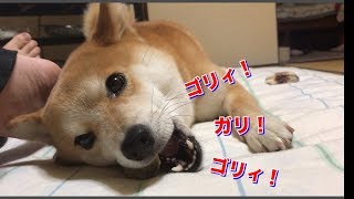 【ASMR】ゴリィ！と鹿の角を噛む柴犬ハナ、最後は満足して？-- Shiba eats treats! --