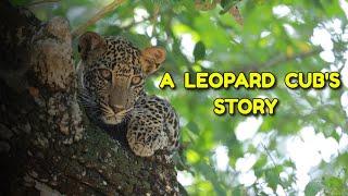 A Leopard Cub's Story | Yala National Park Sri Lanka