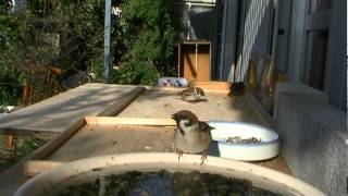 水を飲む雀　Sparrow drinking water