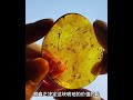 什么样的虫珀才算顶级虫珀 琥珀 缅甸琥珀 珠宝 虫珀