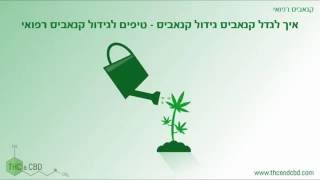 איך לגדל קנאביס – גידול קנאביס