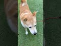 早くおやつが欲しくて 柴犬 ゆずちゃん