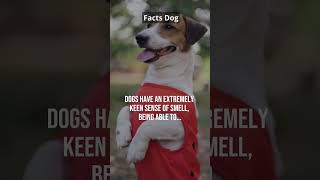 Facts Dogs New #shorts