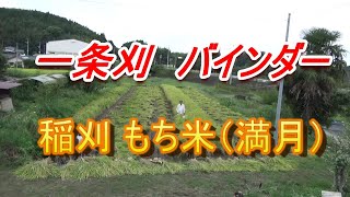 一条刈　バインダーで稲刈　もち米（満月）