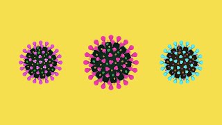 What is a Coronavirus? (Variants, Mutations and Anatomy)