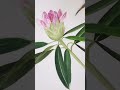 水彩絵の具で描いてみたシャクナゲの花 shorts art drawing flowers watercolor