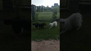 Луна влюбилась! Посмотри до конца и подыми настроение! #samoyed #приколы #смешноевидео