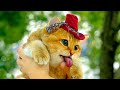 VIDEO KUCING LUCU: Tingkah Lucu & Cerdik yang Bikin Tertawa!