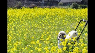 お店の前に広がる菜の花畑はわんちゃんのお写真スポットに最適です