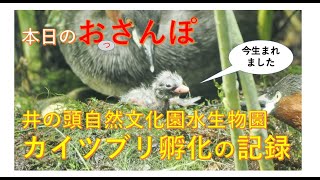 井の頭自然文化園・カイツブリ孵化の記録Vol1＜雛誕生＞・本日のおっさんぽ