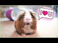 10 Reasons Why Guinea Pigs Make Everything Better.