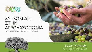 Συγκομιδή ελιάς στην αγροδασοπονία | Harvesting olives in agroforestry