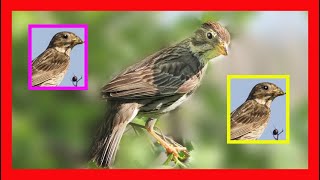 Corn Bunting Song! Corn Bunting Call! Corn Bunting Sound! - Triguero Canto - Miliaria Calandra