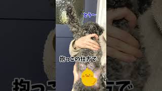 自動で手先がのびてしまうトイプードル　犬の不思議