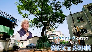 #나훈아 노래🎶와 함께하는😍 대전 석교동 느티나무🌳 / KBS 대전