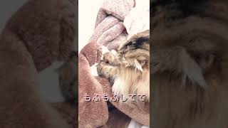 もふもふ猫のふみふみシーンを上から見てみたら一生懸命で萌えました😻#スコティッシュフォールド #もふもふ #折れ耳 #ふみふみ #甘えん坊猫 #ほのぼの #モラン #shorts