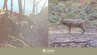 Lynx \u0026 loup dans le Haut-Jura : séquence piège vidéo