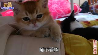 二哈猫挤走母猫后昏睡，小奶猫痛苦失眠：伴君如伴狗，你还那么丑