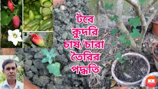 টবে কুদরি চারা তৈরীর পদ্ধতি।। How to grow lvy Gourd from cutting