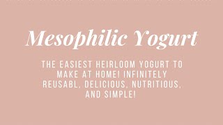 Easiest Home Made Yogurt - Mesophilic Heirloom Cultures Piima and Matsoni