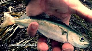 Catching Coalfish Fly Fishing At Filey Brigg